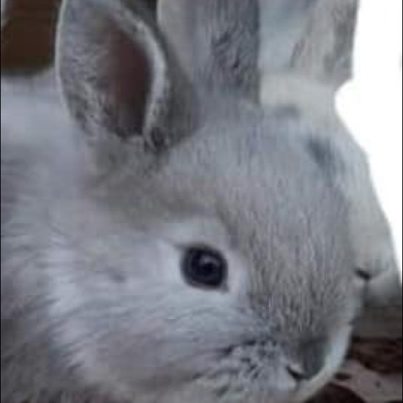 Meet your Posher, Taylor - Picture 1 of 1